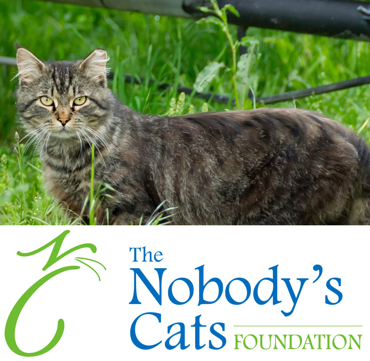 The Nobody's Cats Foundation